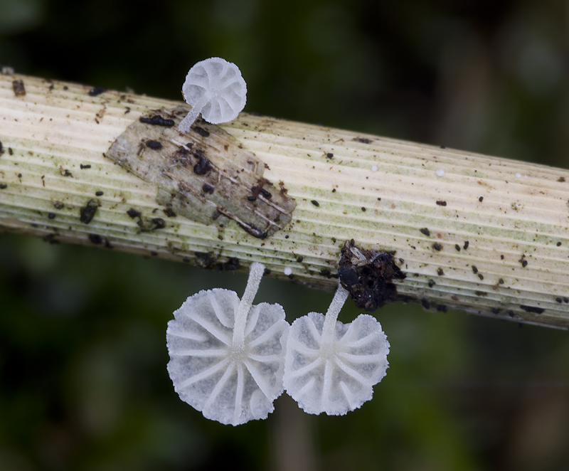 Resinomycena saccharifera